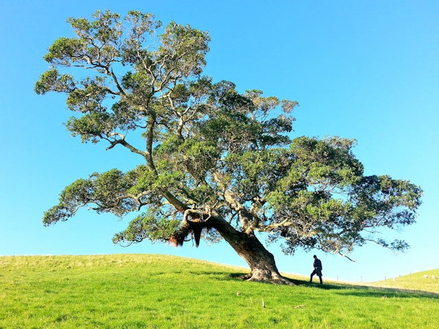 Psalms 1: The Firm Tree