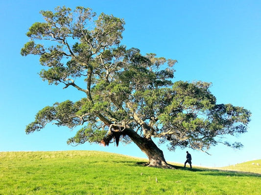 Psalms 1: The Firm Tree